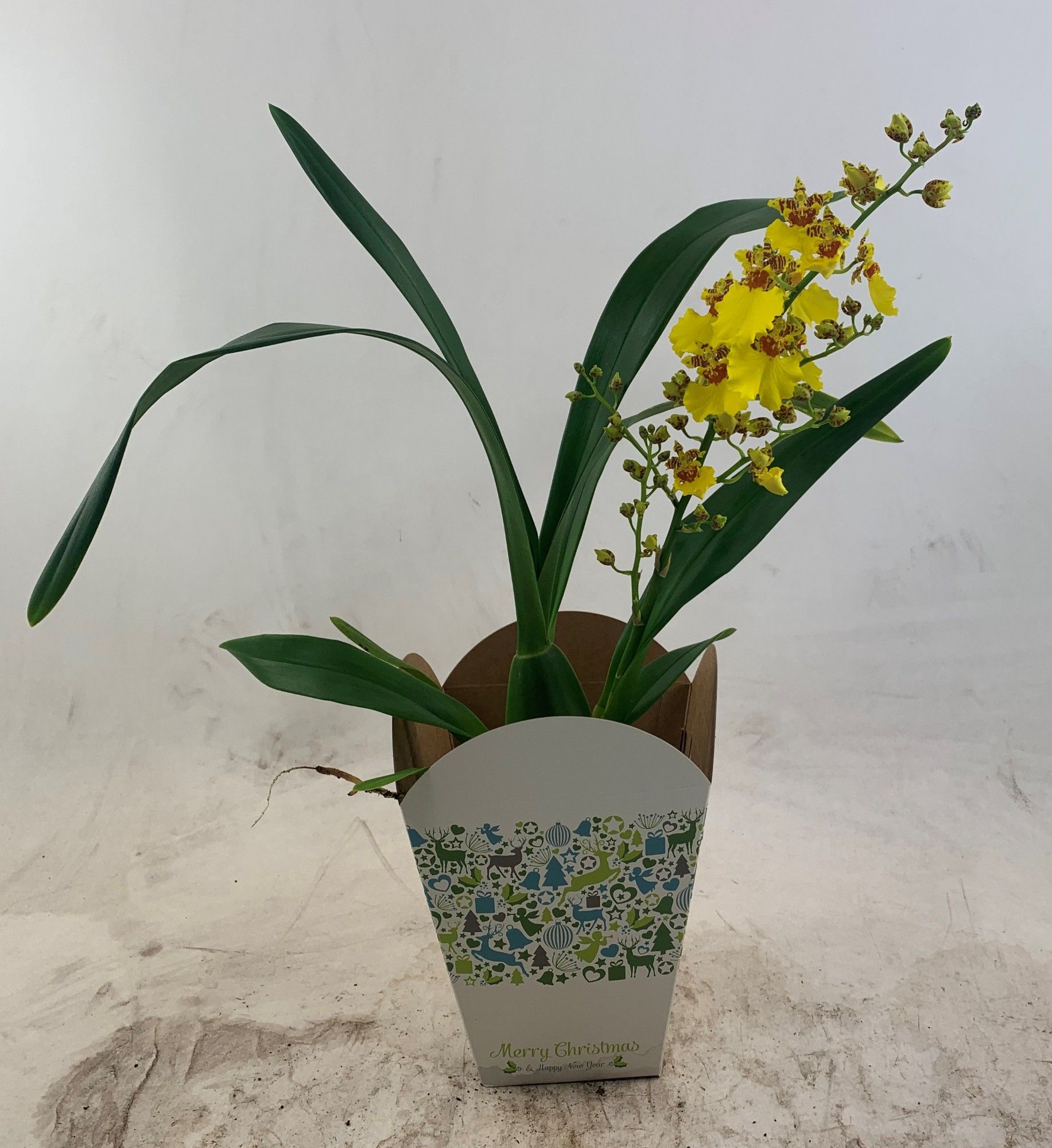 Oncidium in kerstcover, D 12 cm