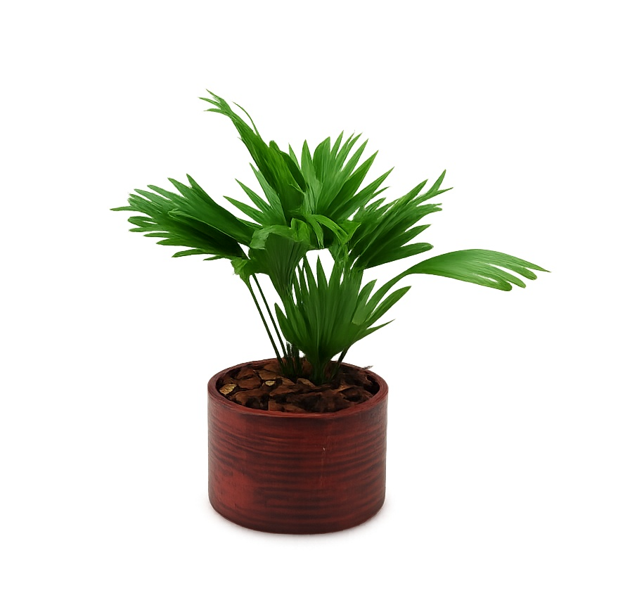 Livistona rotundifolia in Ruby pot, D 20