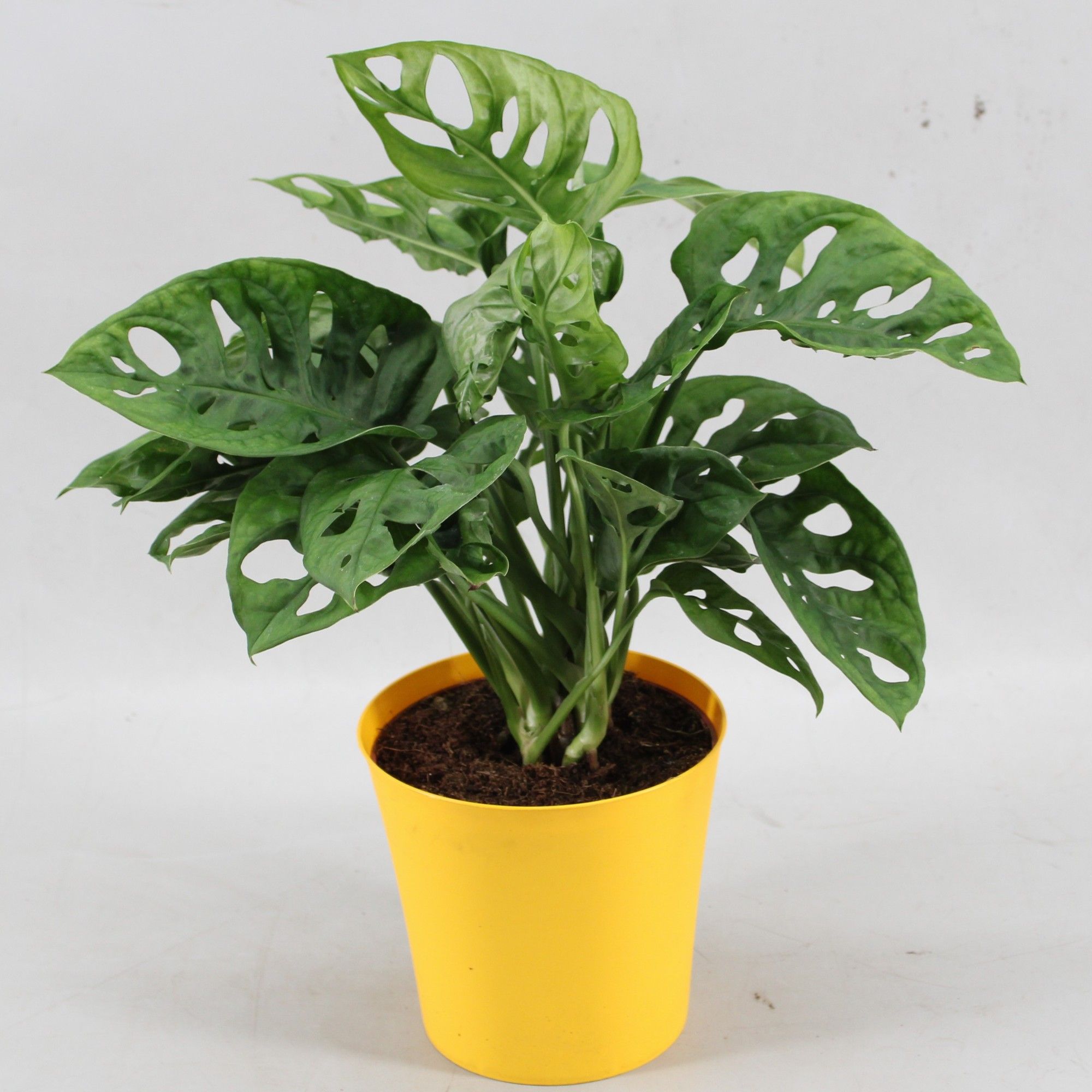Monstera Monkey Leaf in Linge pot geel, D 12,5