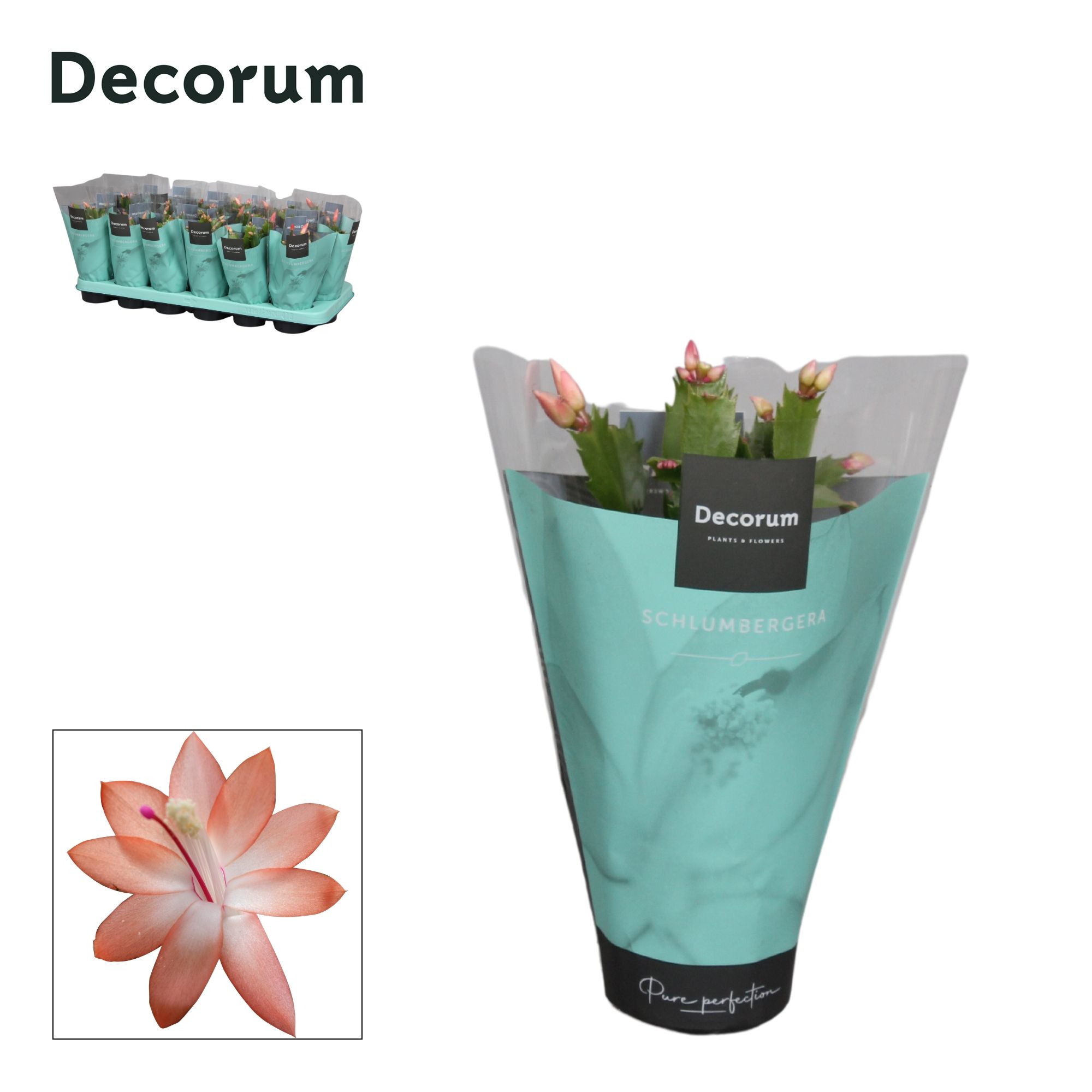 Schlumbergera - 9 cm - Orange (Christa) met hoes - Decorum, D 9