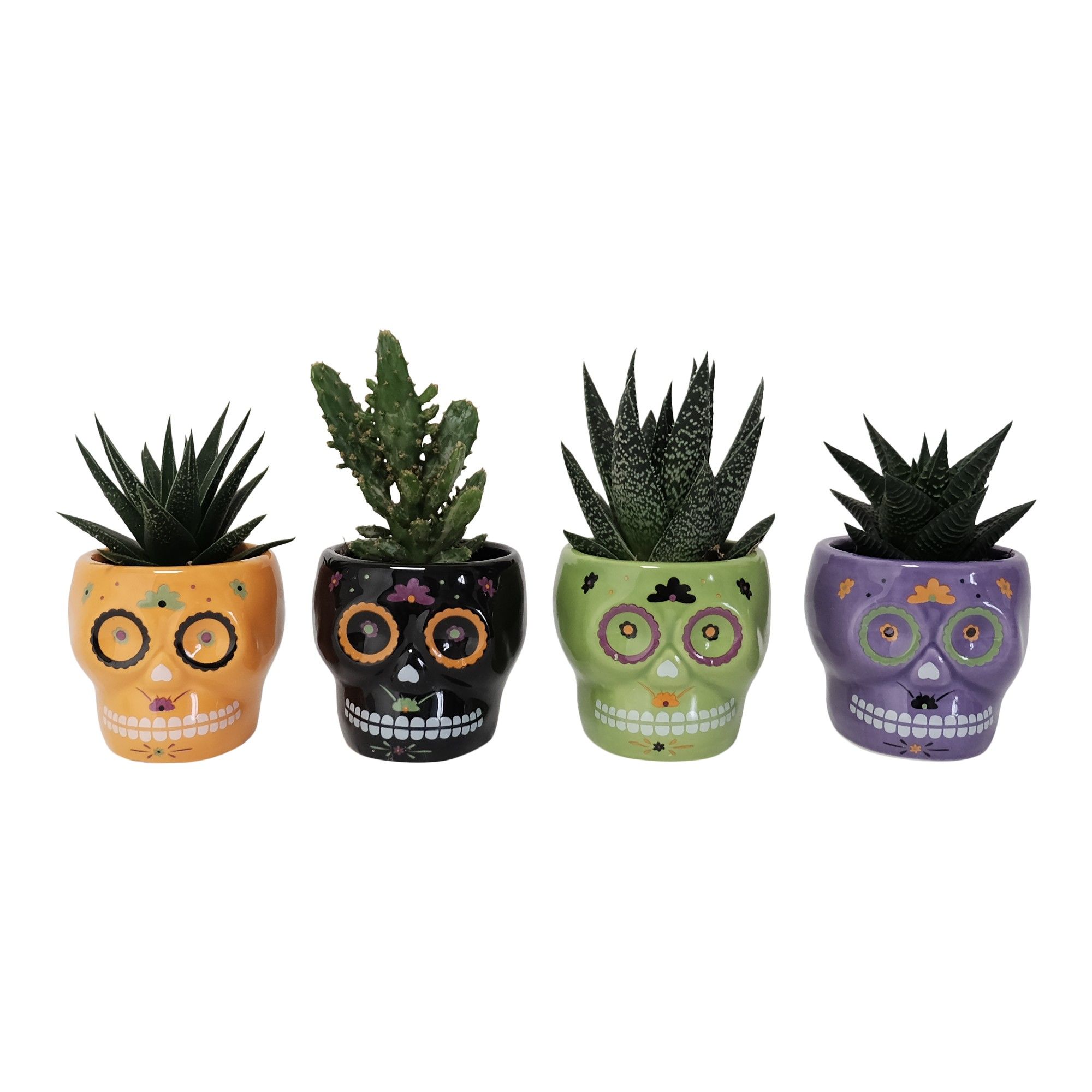 Calavera with Succulent mix, D 6