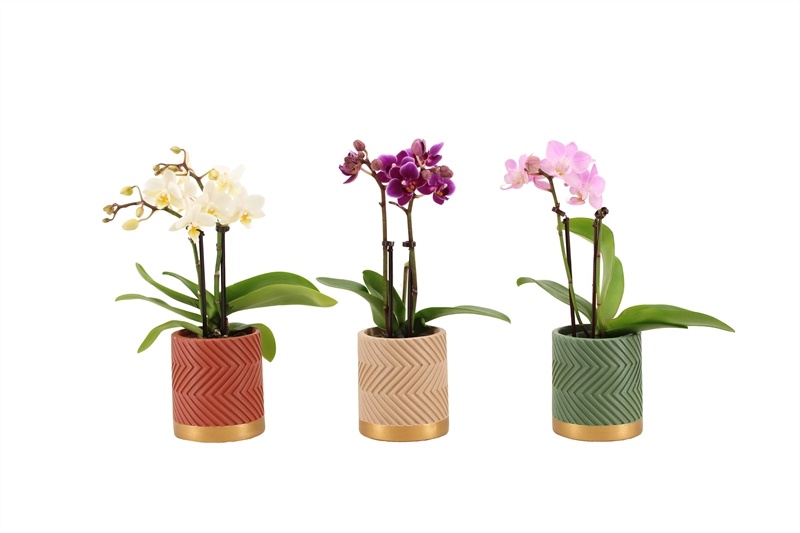 Betonpot p06 Groovy autumn mix Phal Tiny Dolls mix 2T10+ Aqu@, D 6