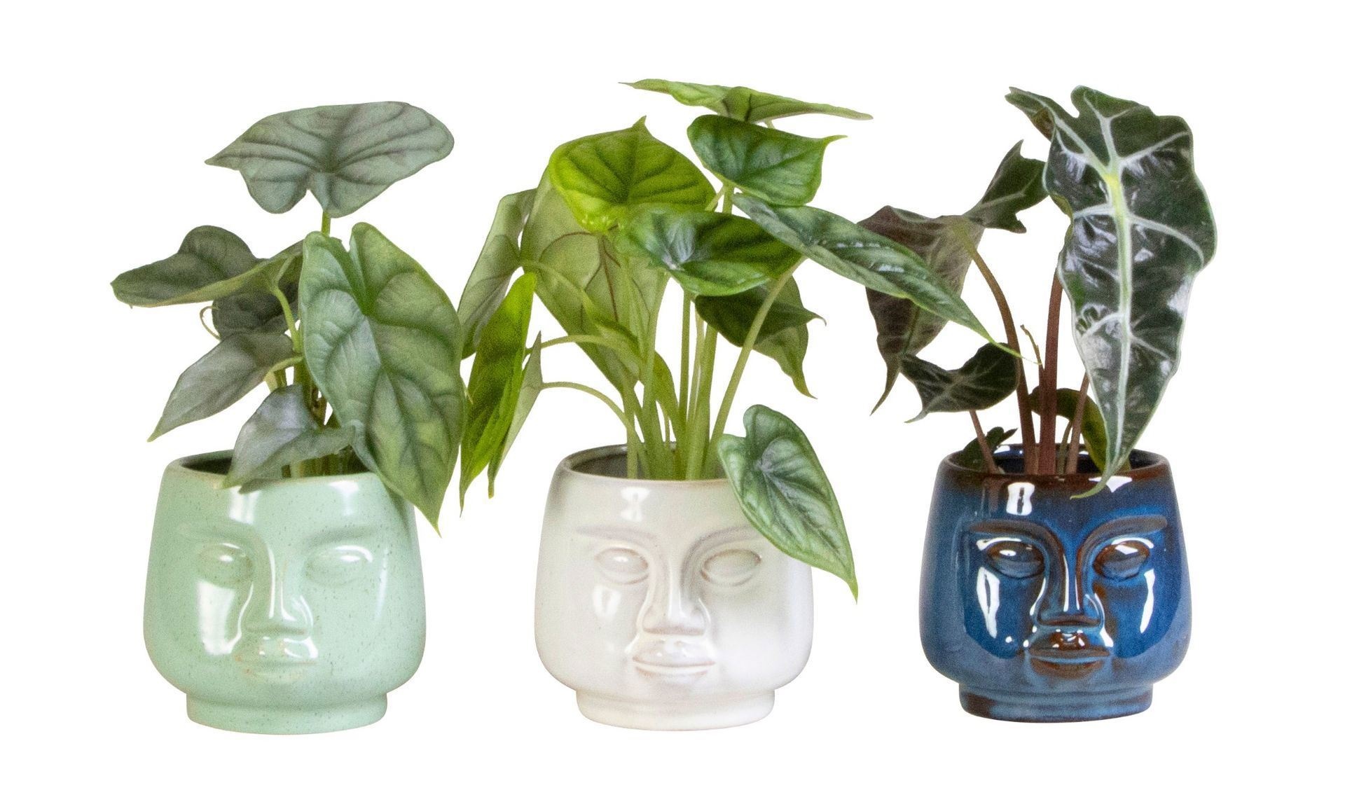 L 66137 With Alocasia Mix 6 cm, D 6