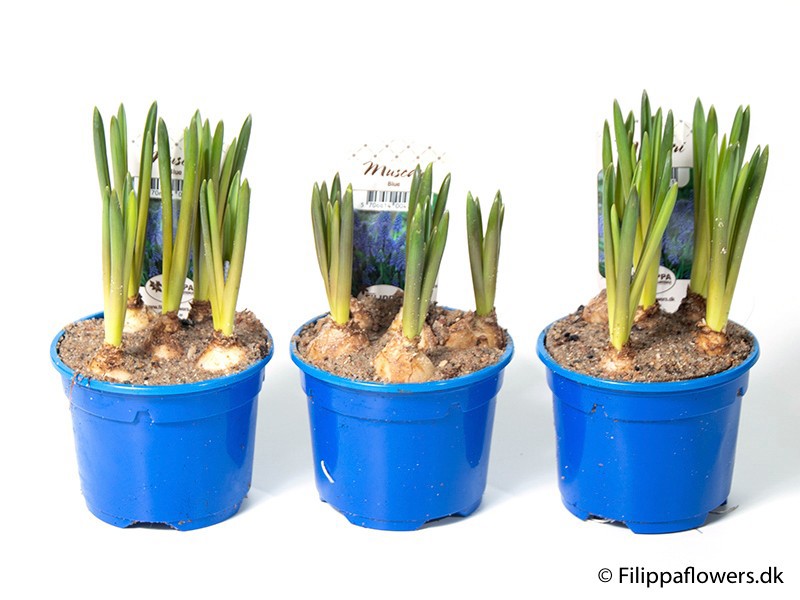 MUSCARI ARMENIACUM 'BLUE MAGIC', D 9