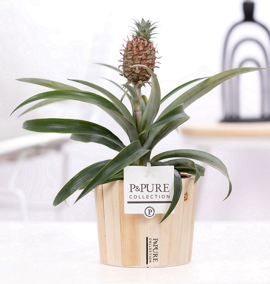 Ananas Rosita in P&PURE Wood 5, D 12