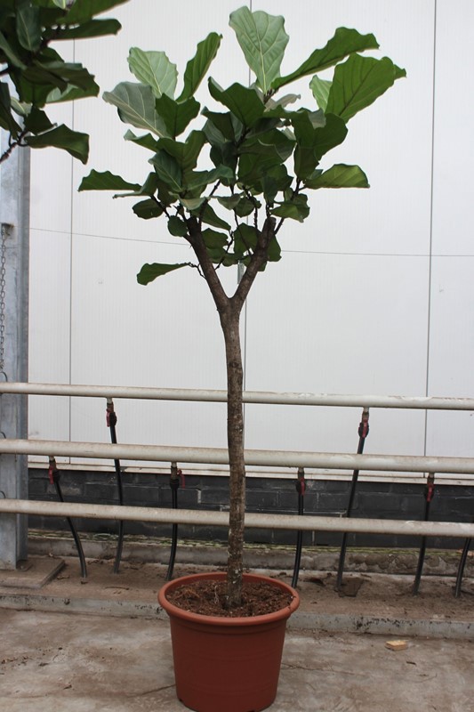 Ficus lyrata, D 55