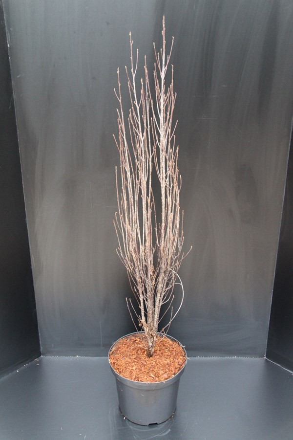 Frangula alnus 'Fine Line', D 23