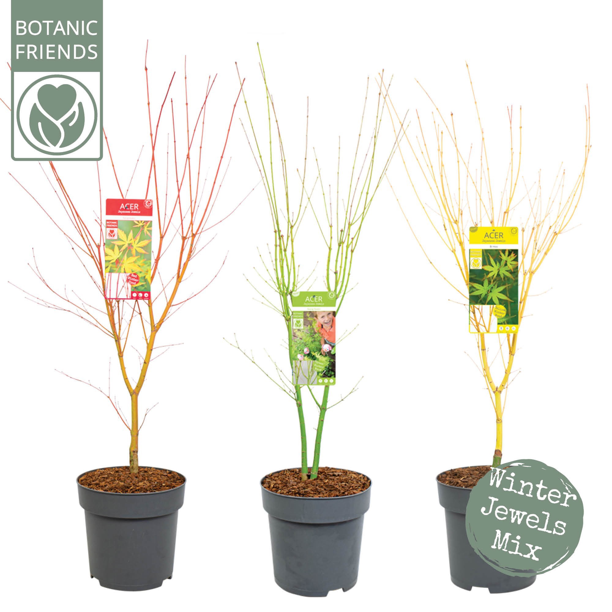 Acer palm. 'Winter Jewels' Mix, D 29