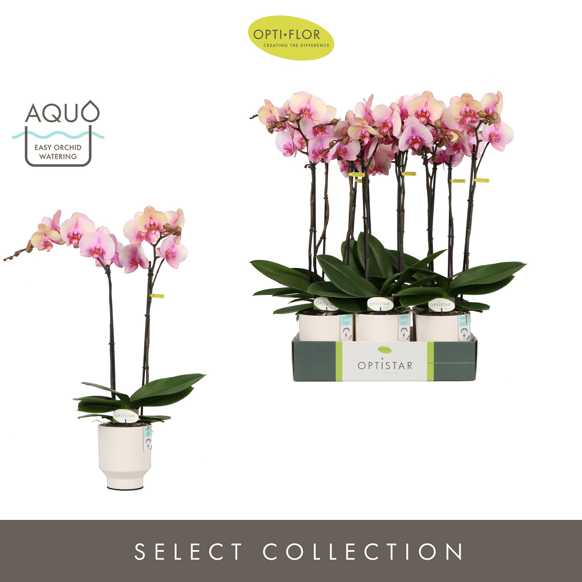 Optistar Adele 2 spike in Emilia White Aquo, D 12 cm