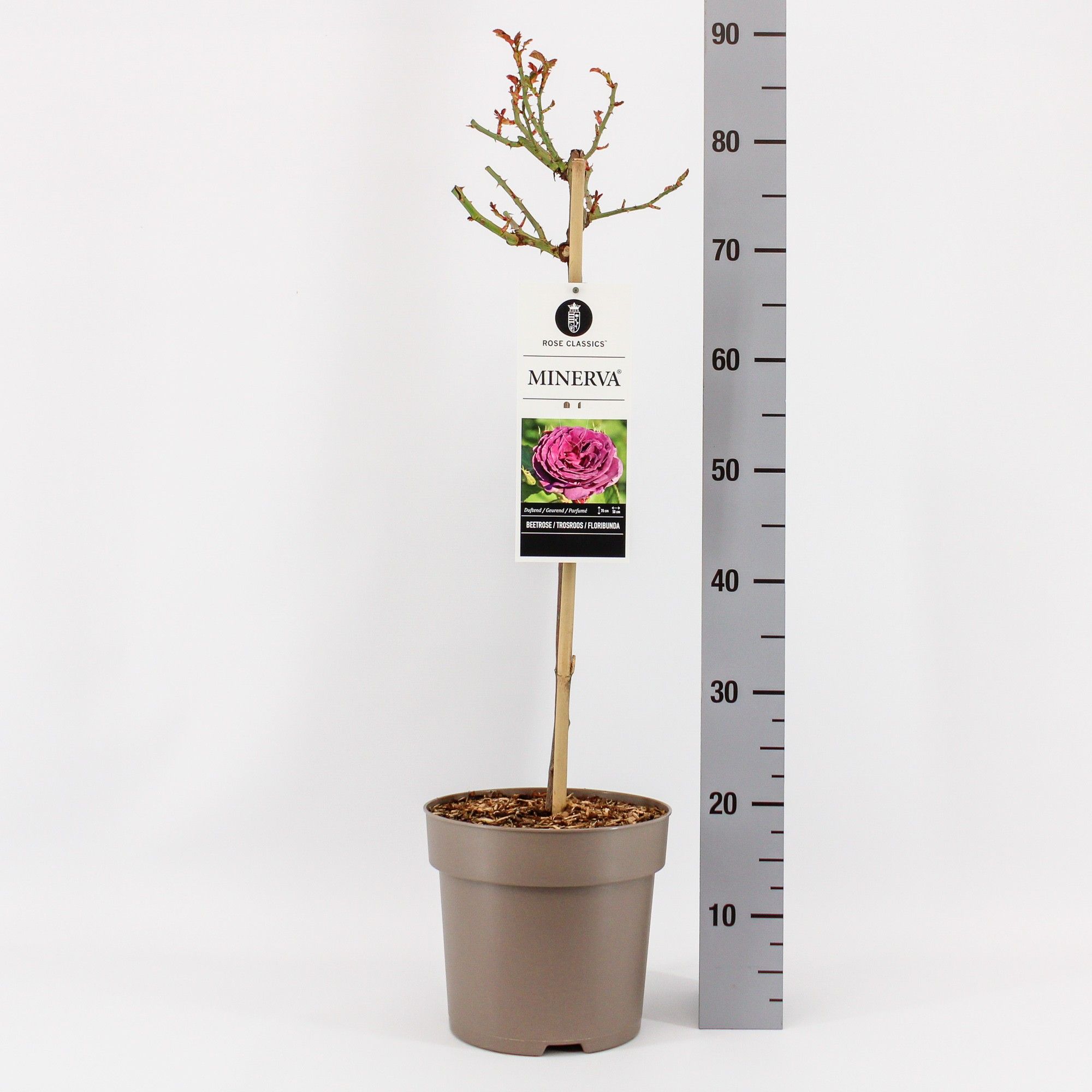 Rosa (F) Minerva ®, stam 50, C6, D 24