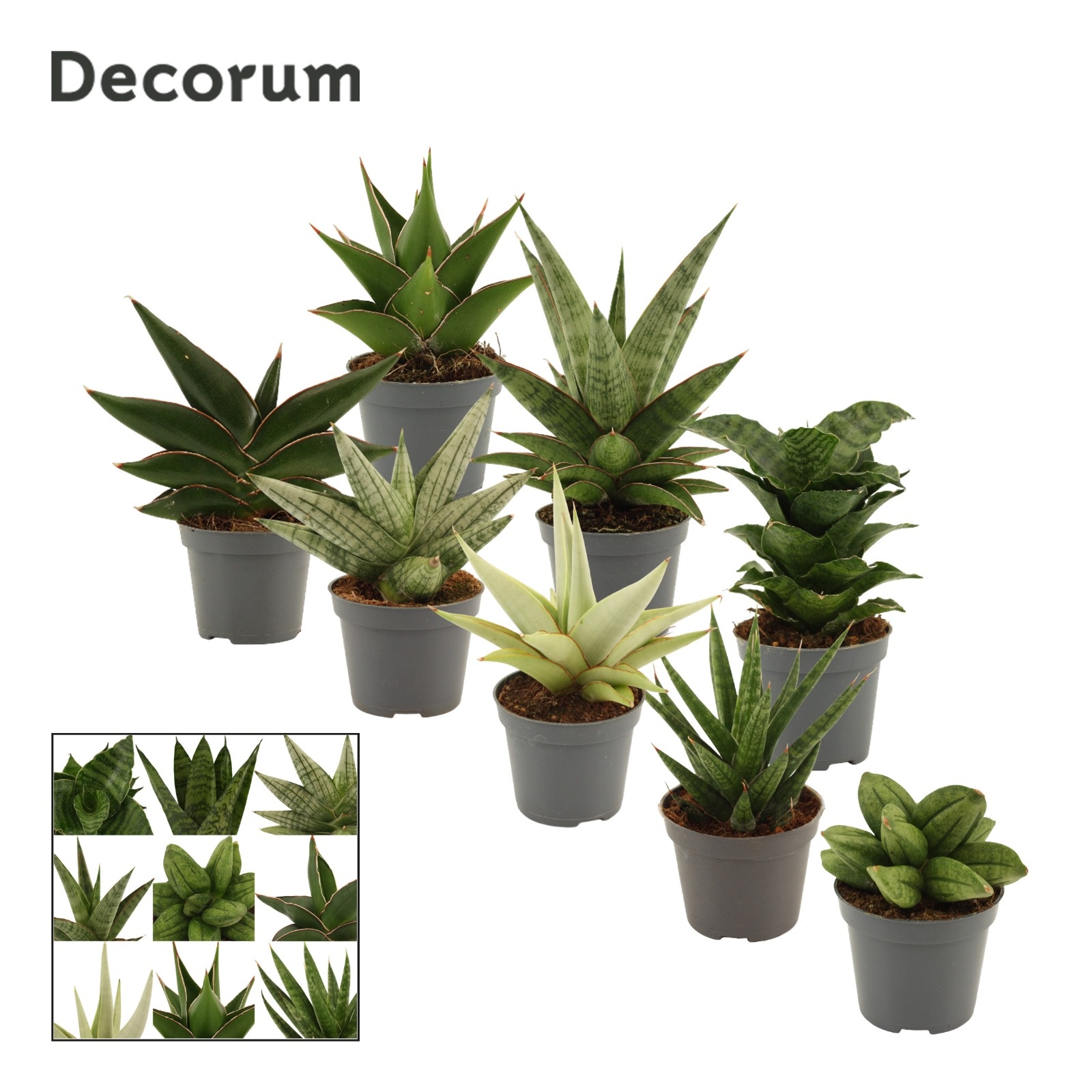 Sansevieria Luxury Mix 6 cm (Decorum), D 6