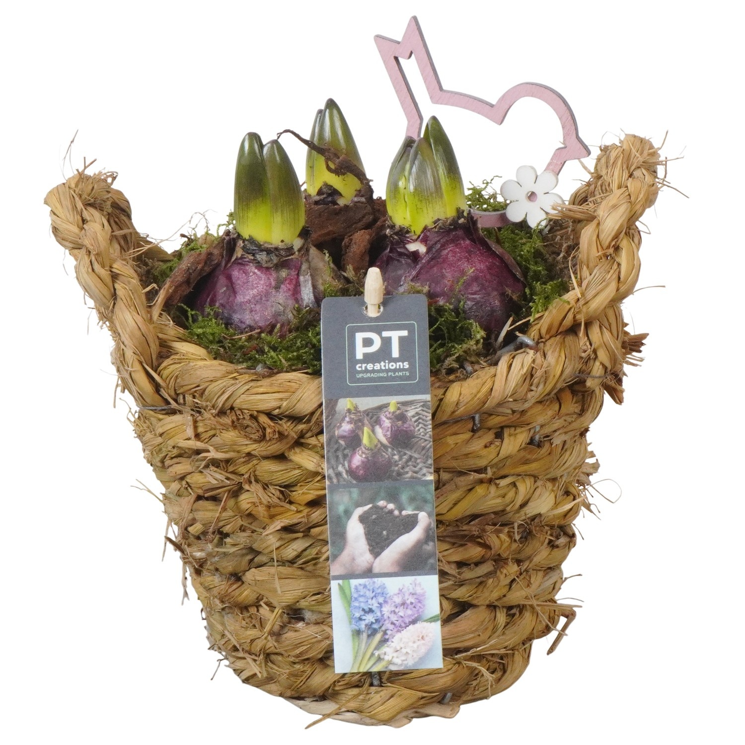 PTHC9163 Arrangement Hyacints in riet mand, D 15