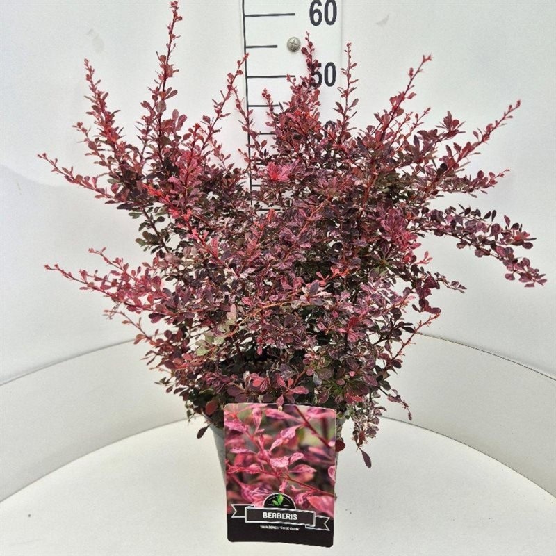 Berberis thunb. 'Rose Glow', D 29