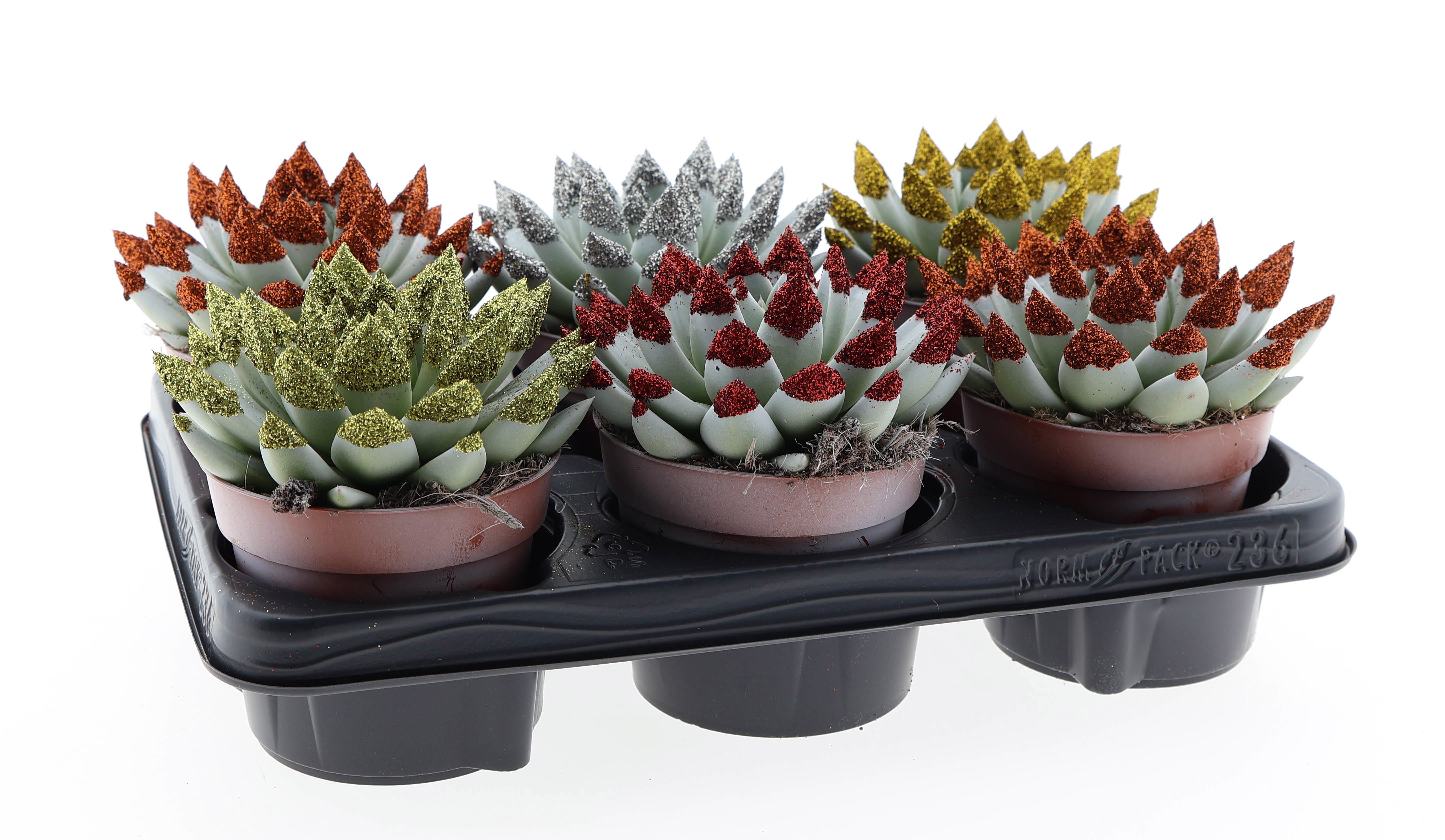 Miranda wit + glittertips, D 12