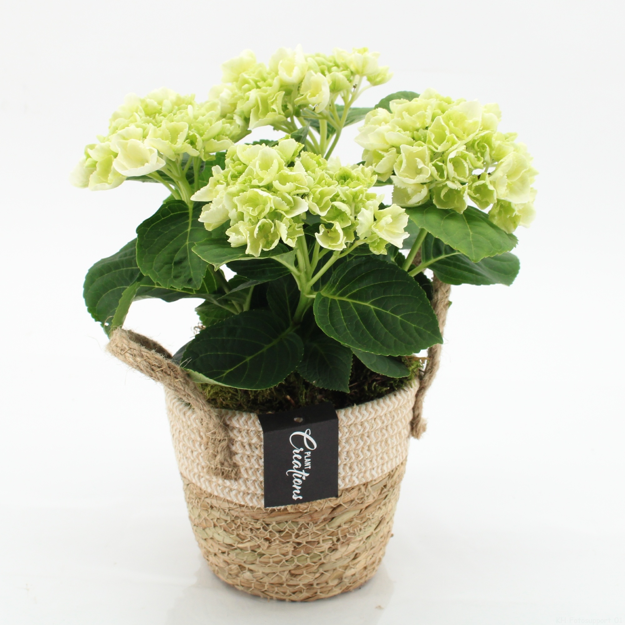 KHCR-2609W Hydrangea creations, D 14