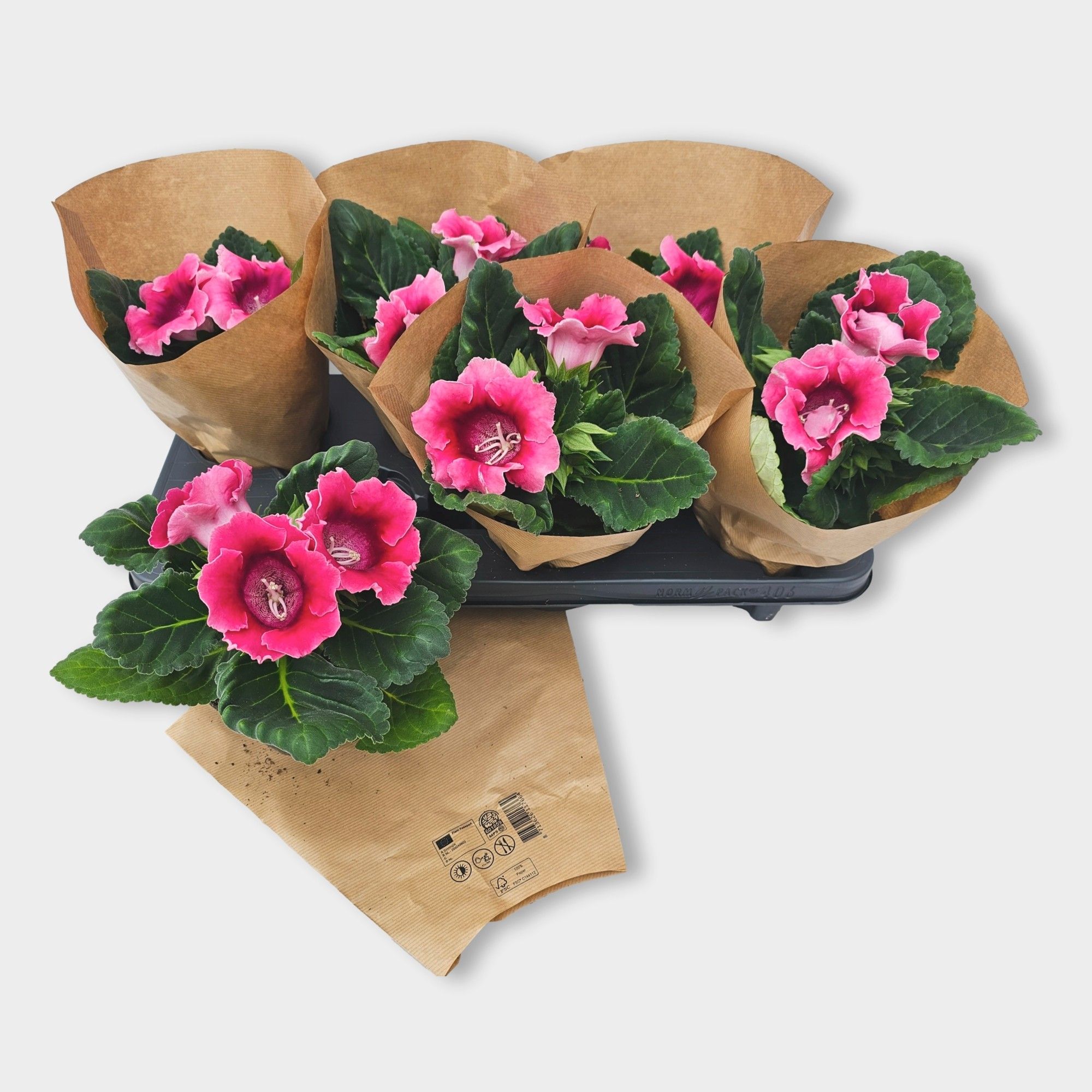 Gloxinia Avanti Peach Rose, D 12