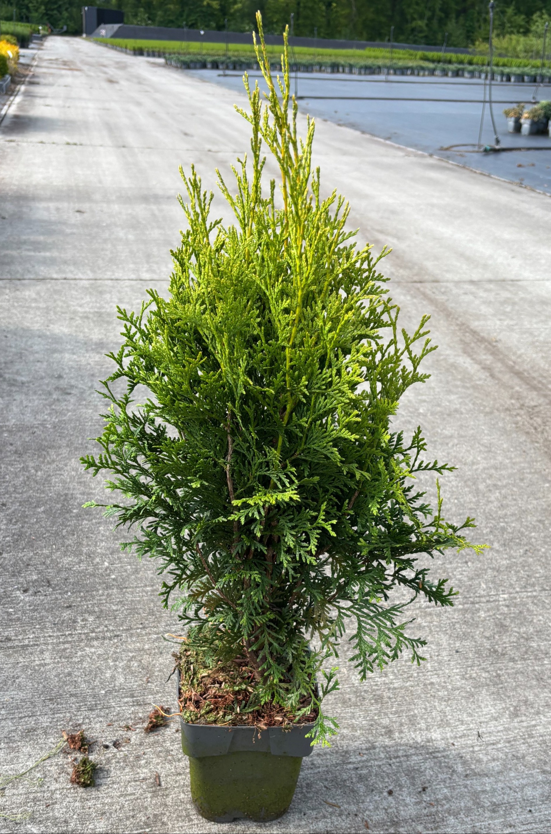 Thuja occidentalis 'King of Brabant', D 17