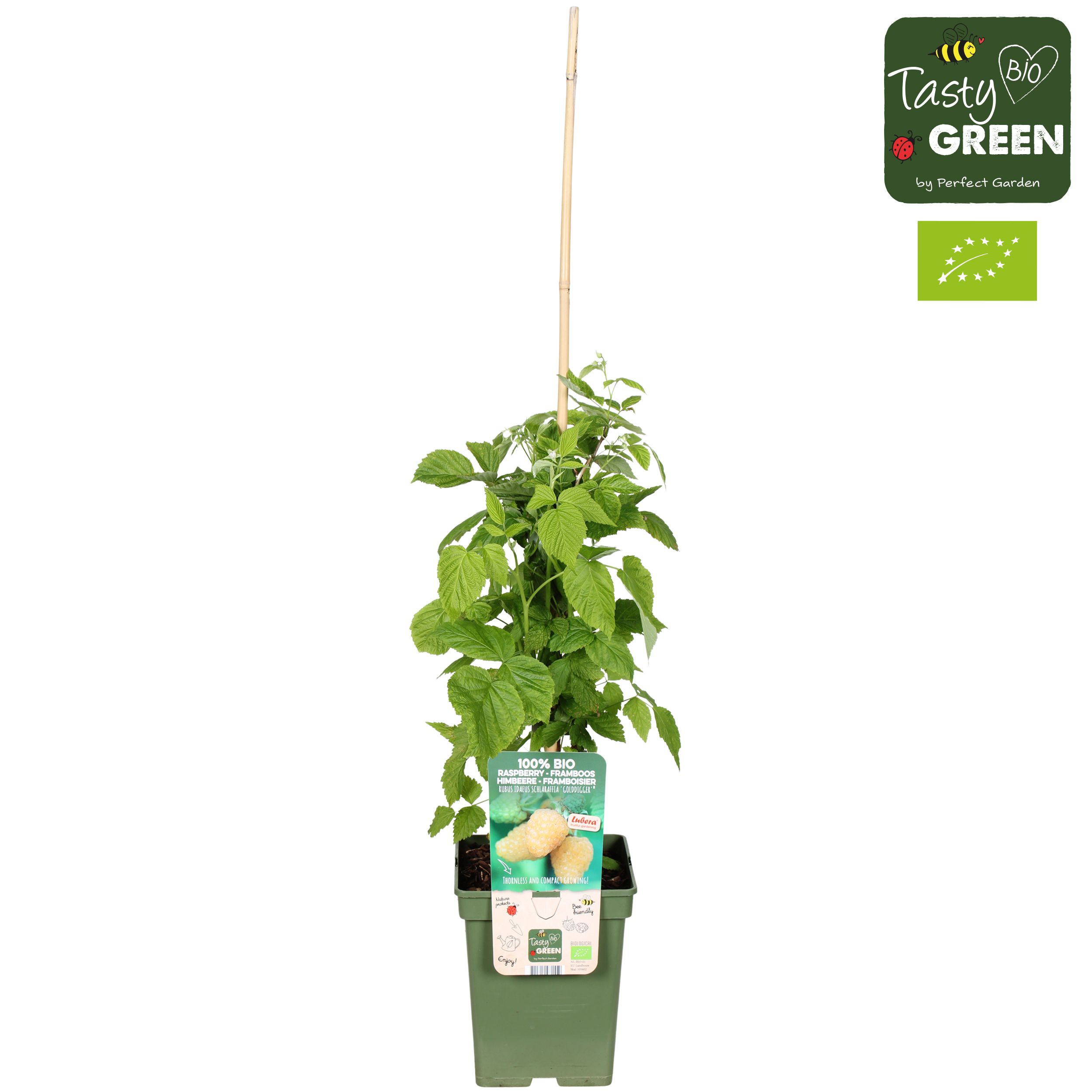 Rubus idaeus Schlaraffia 'Golddigger'® Bio P23, D 23
