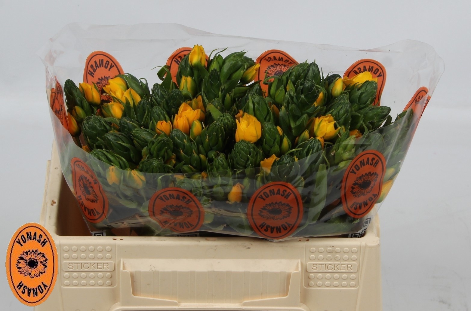 Орнитогалум Еллоу Аса 35, шт.