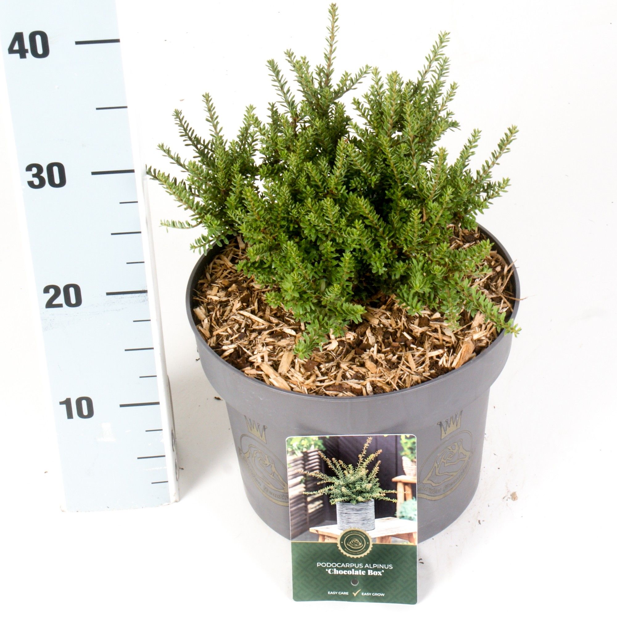 Podocarpus x 'Chocolate Box', D 23