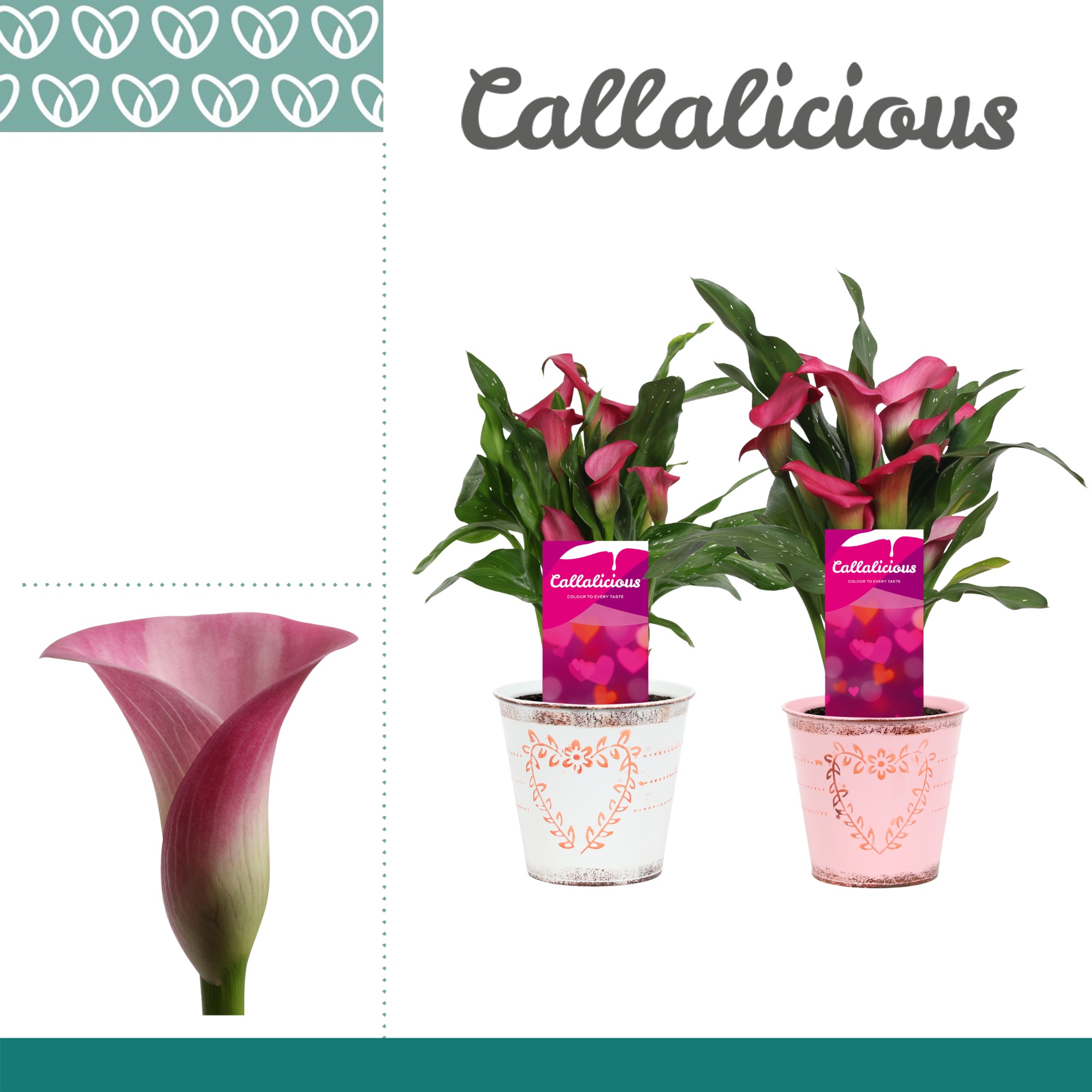 Zantedeschia (Calla) Roze in Ompot Aimee LOVE, D 12