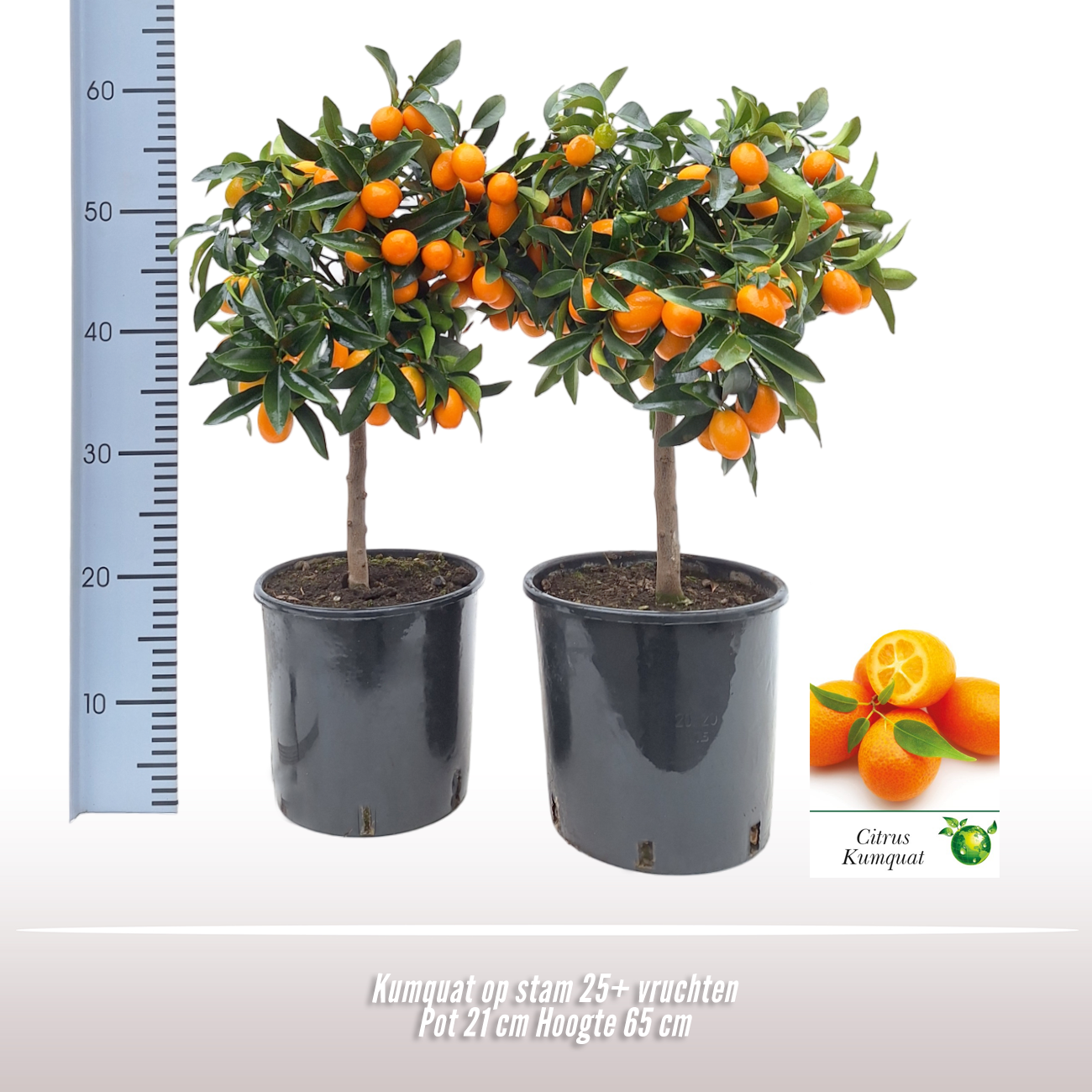 Kumquat op stam, D 21
