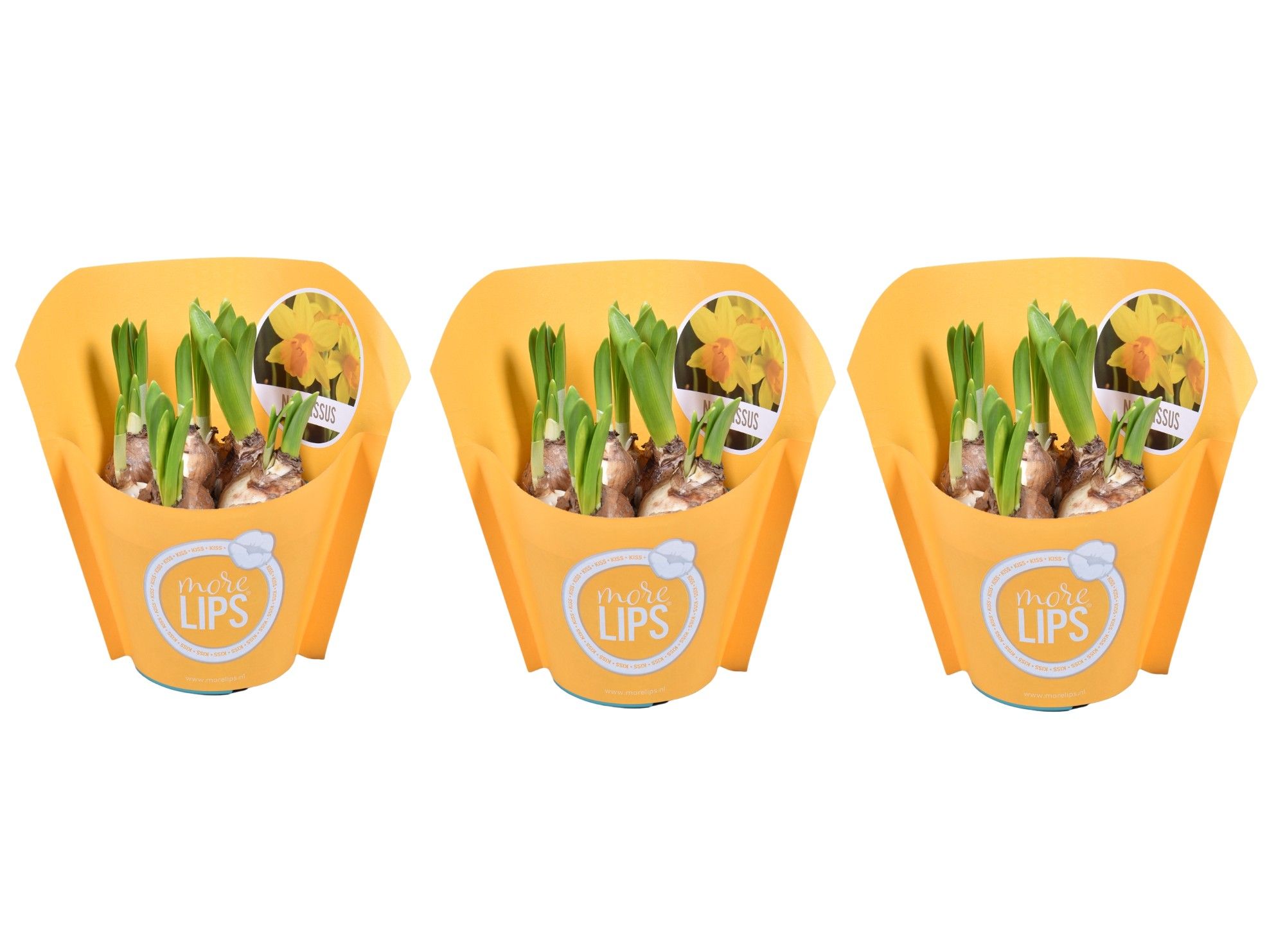 MoreLIPS® Narcis 'Tete a tete' in gele papieren hoes, D 12