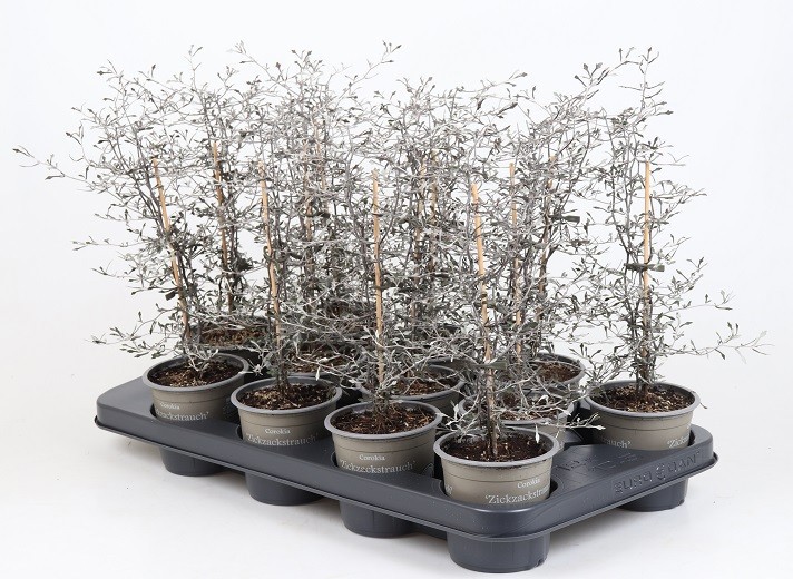 COROKIA COTONEASTER, D 15