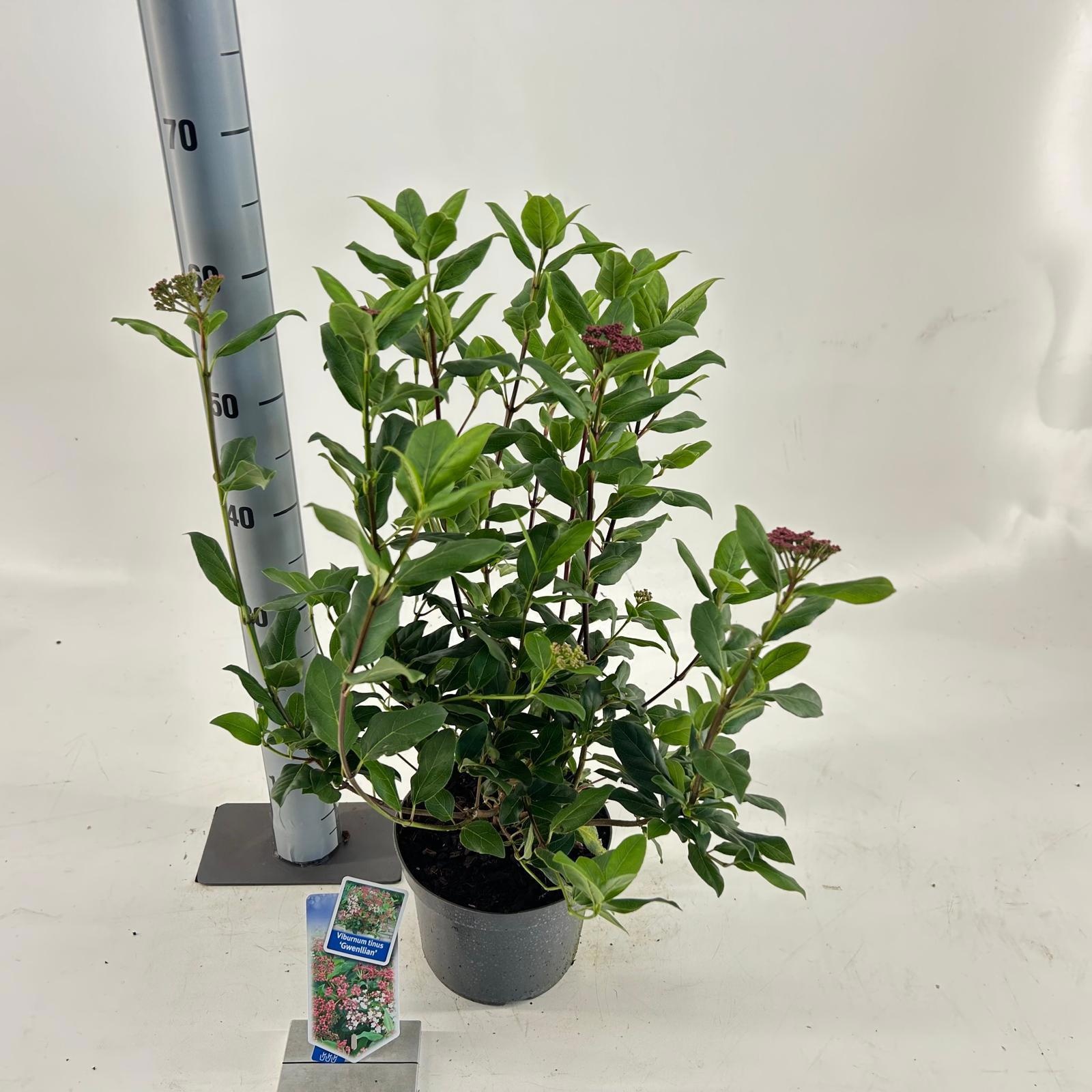 Viburnum tinus ‘Gwenllian’, D 19