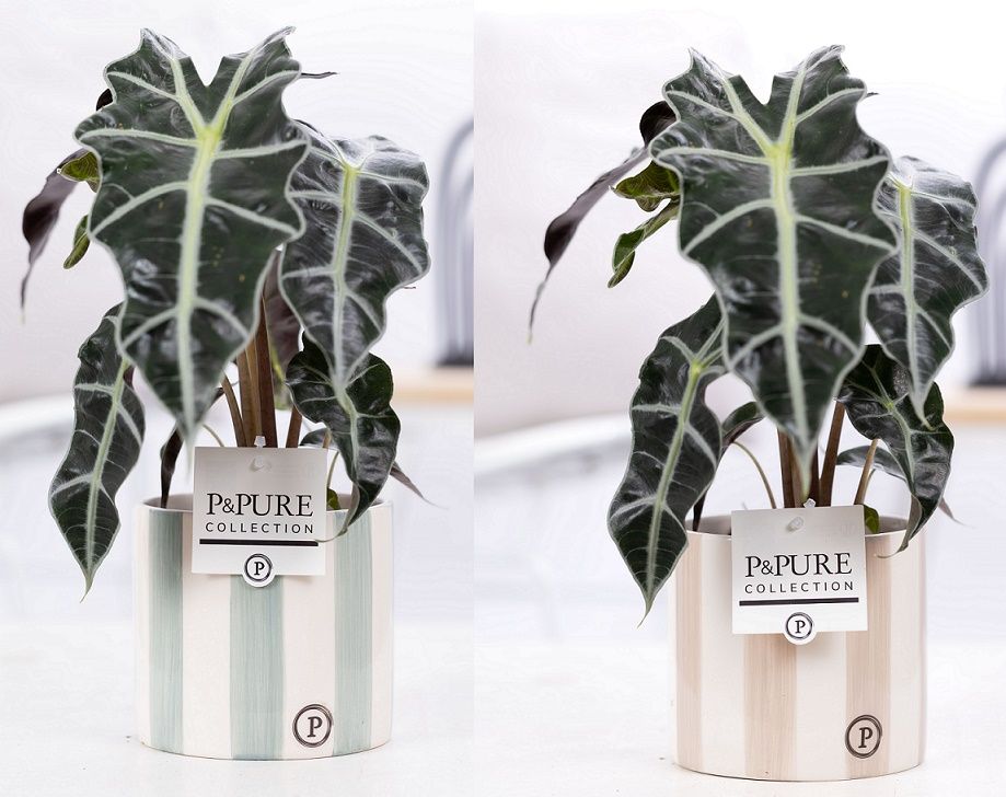 Alocasia Polly in P&PURE Eline 2 ceramics ass. 3, D 12