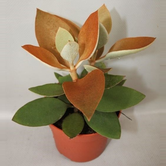 196 Kalanchoe Orgyalis 12 cm, D 12