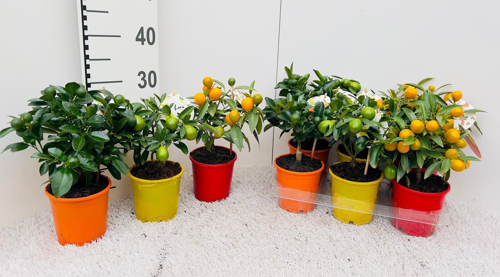 Citrus Mix-Tray 2+ Var mini-stem, D 12