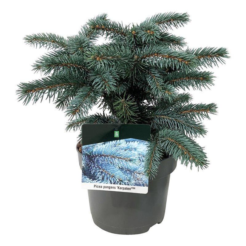 Picea pung. 'Karpaten' -R-, D 23