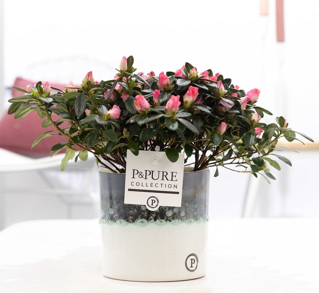 1st class Azalea pink in P&PURE Illusion ceramics, D 12