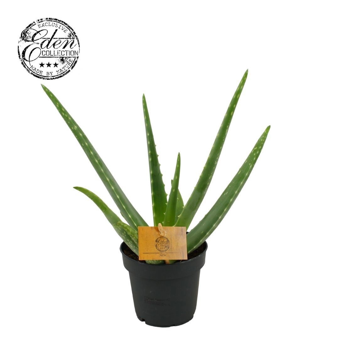Aloe vera, 12 cm, D 12