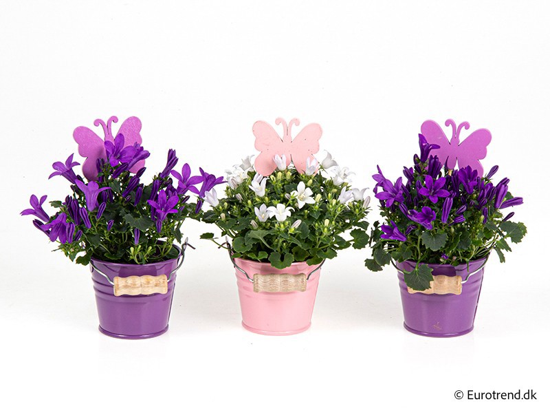 CAMPANULA IN CERAMIC E 4481, D 6