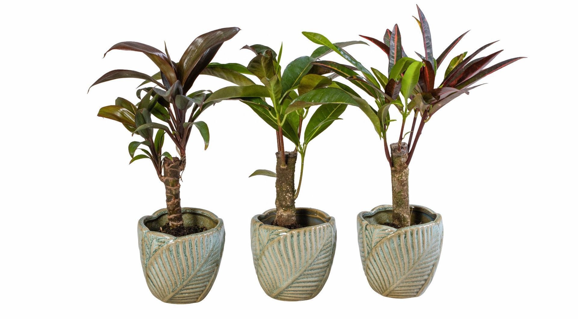 L 66064 With Cane Mix 6 cm, D 6