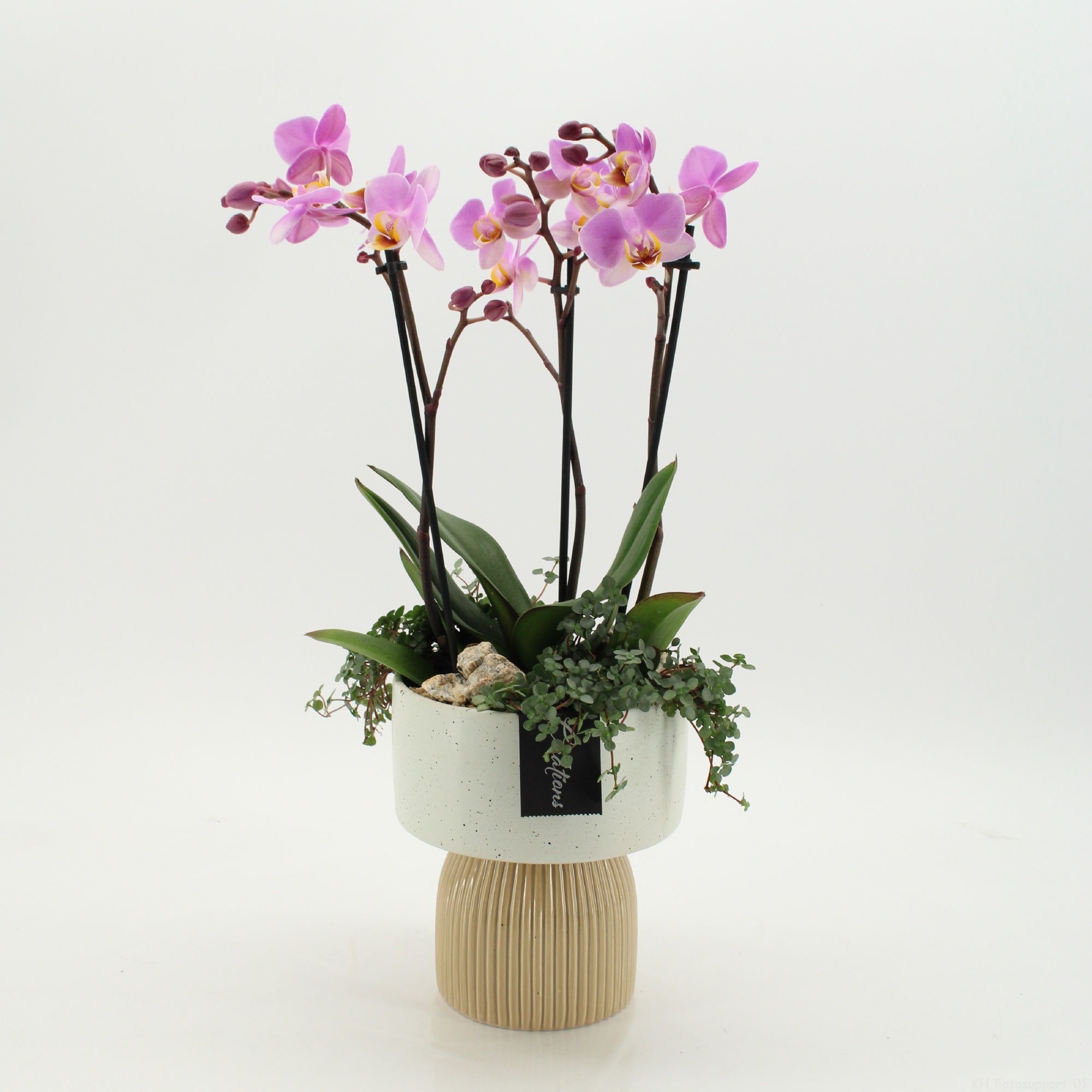 PHAL-2625RZ Phalaenopsis creatie, D 16