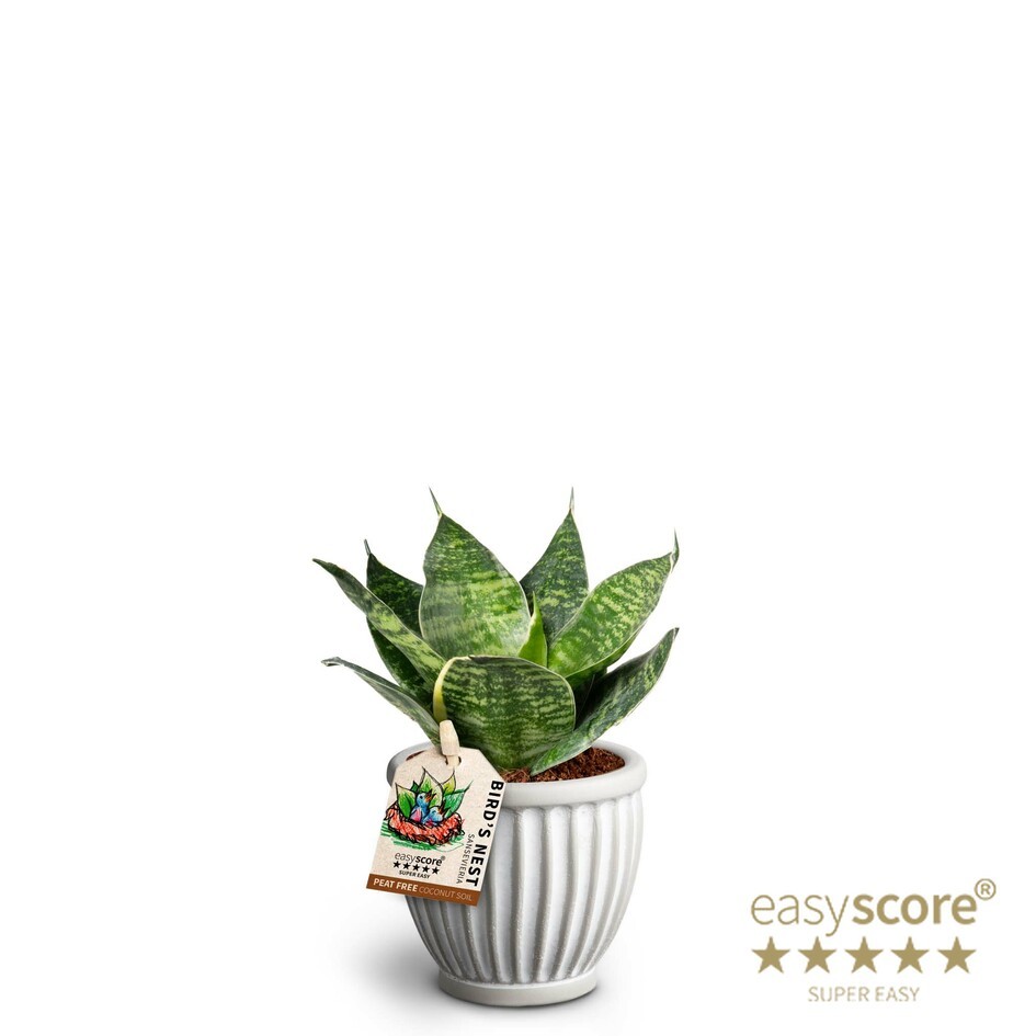 Athena, Sansevieria ´Hahnii Green´, D 7