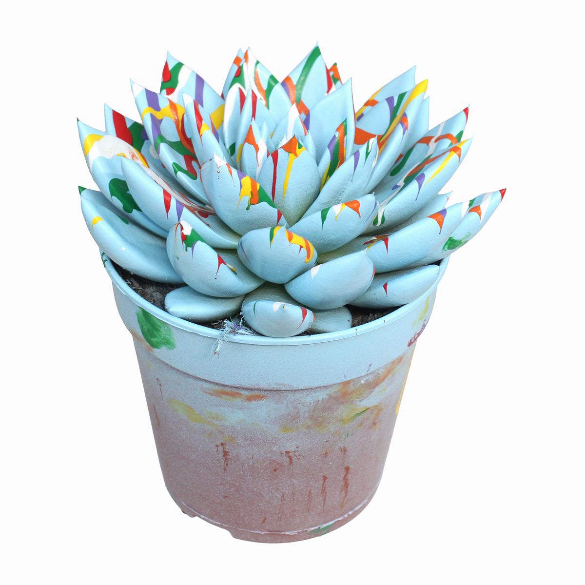 Miranda coloured Splash pastel blue, D 12