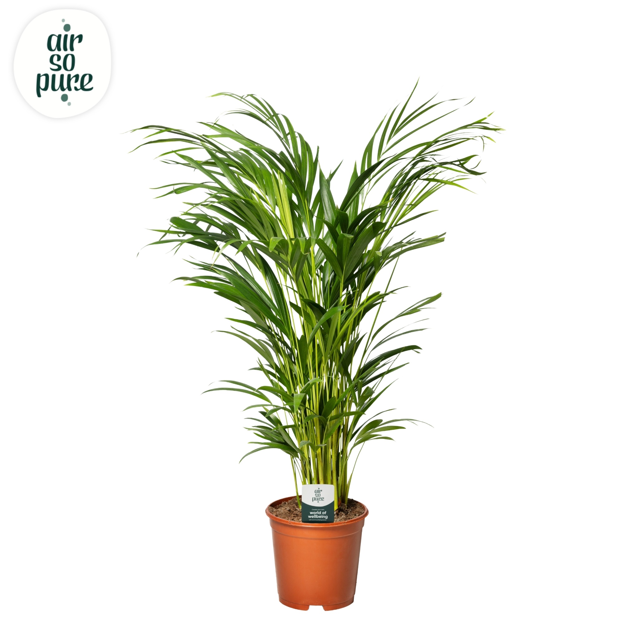 Dypsis Lutescens p21 - (Areca), D 21