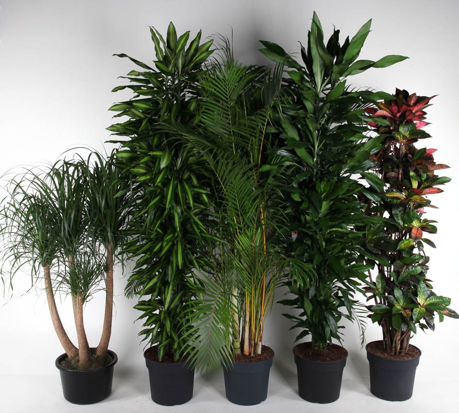 Mix vertakt p40, D 40