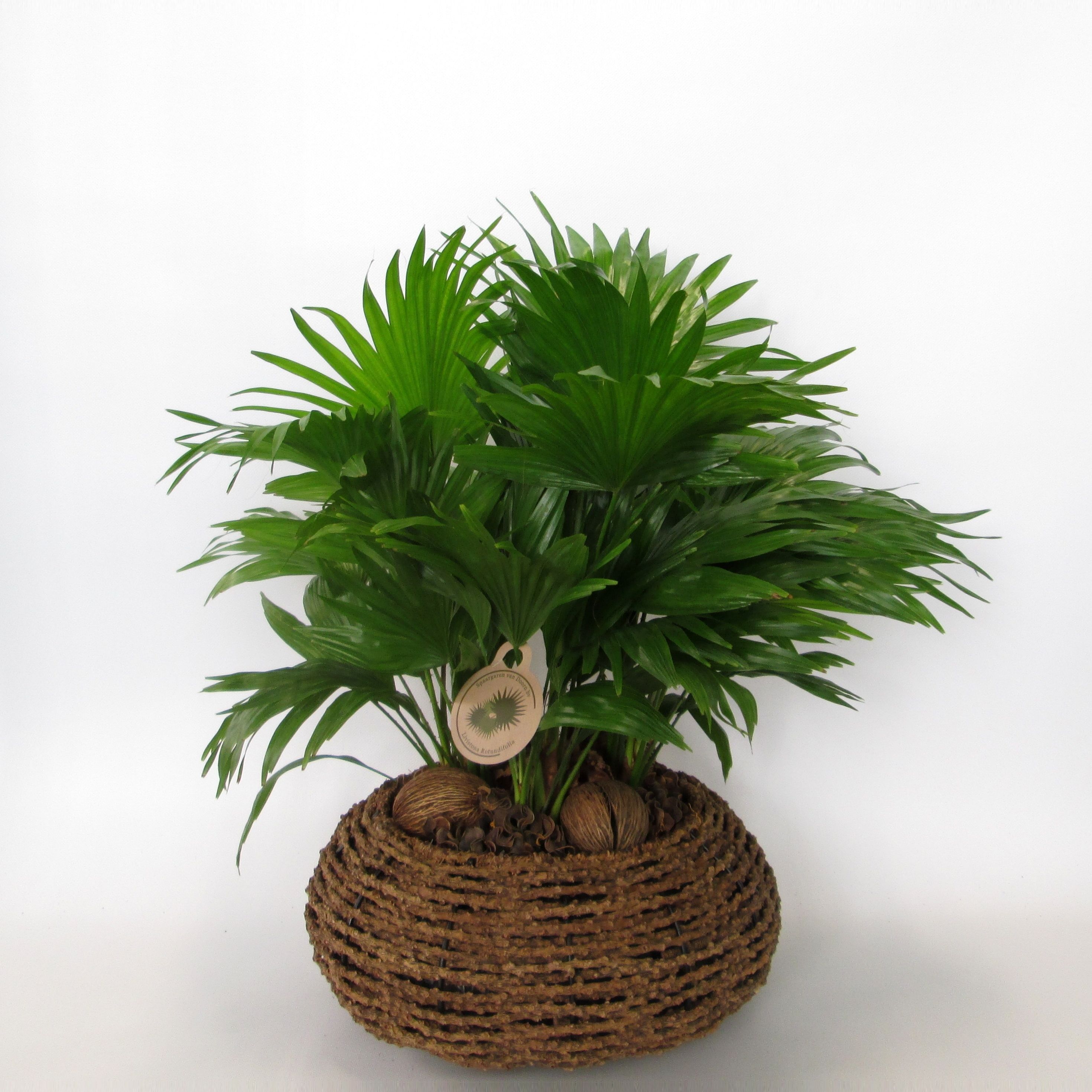 Livistona rotundifolia, D 40