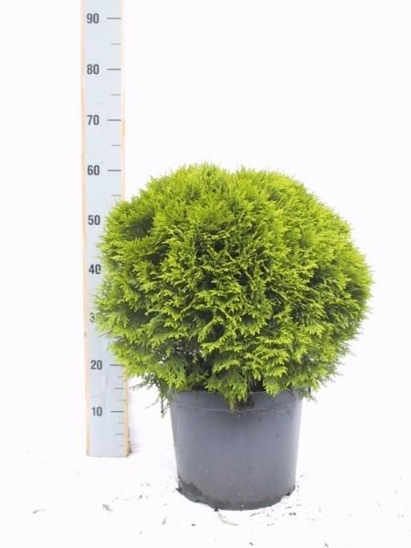 Thuja occidentalis Danica, D 29