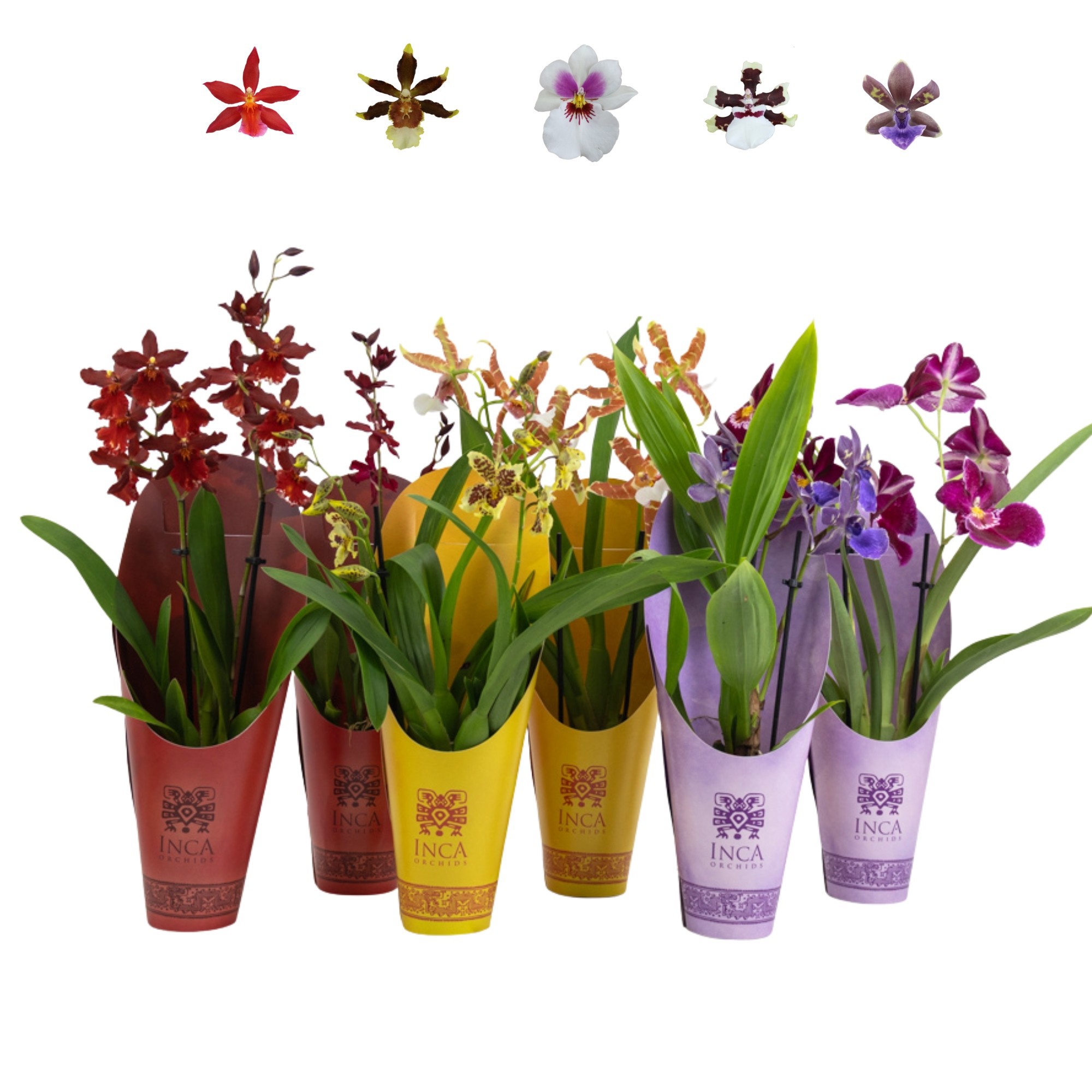 Inca Rainbow mix 2 spike 9cm in luxury potcovers, D 9