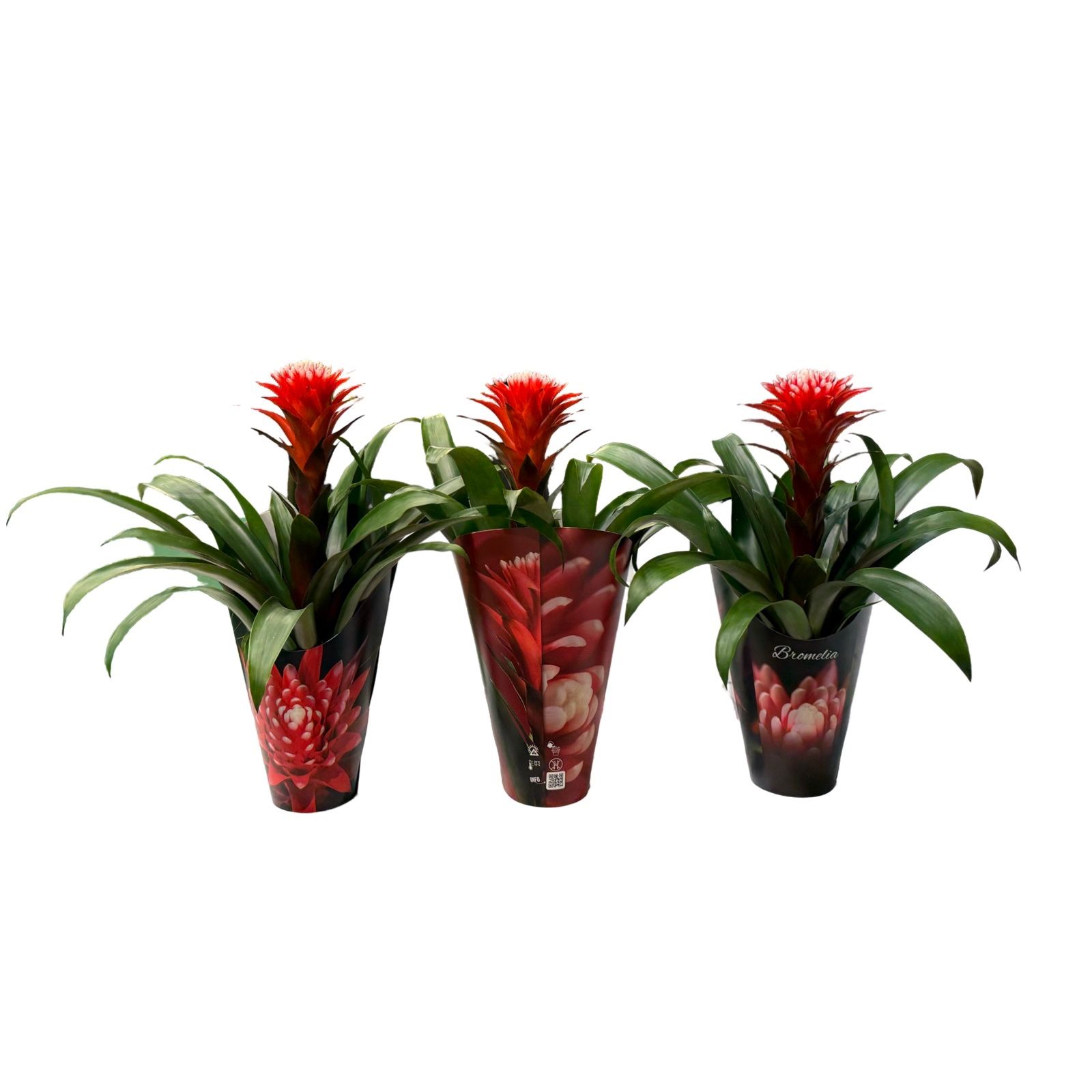 Guzmania Hope in luxe cover, D 12