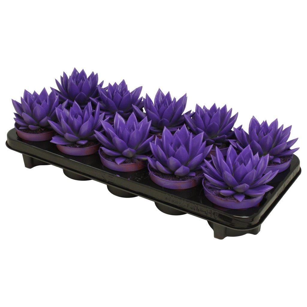 Miranda coloured purple, D 10,5