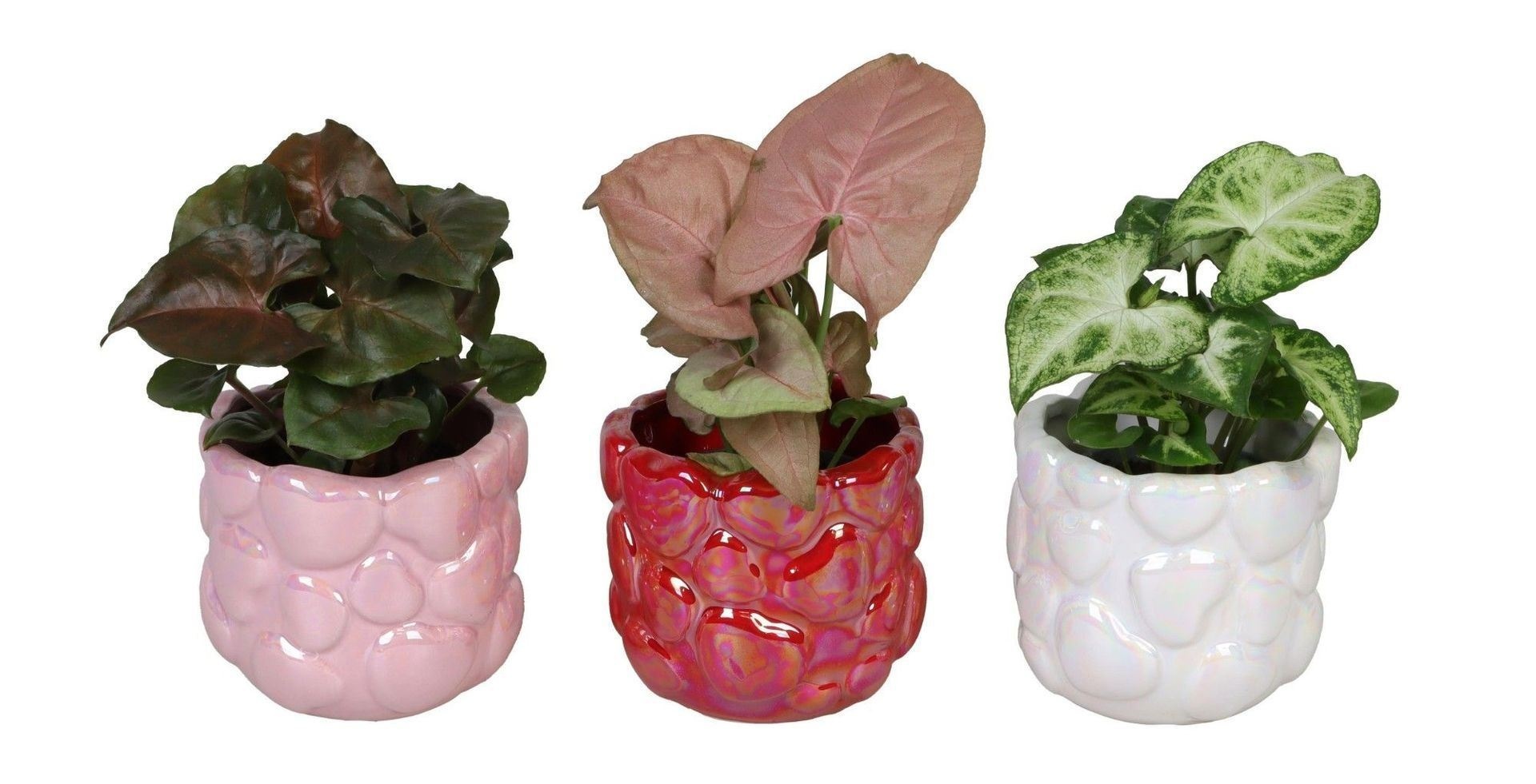 L 66720 with Syngonium Mix 6 cm, D 6