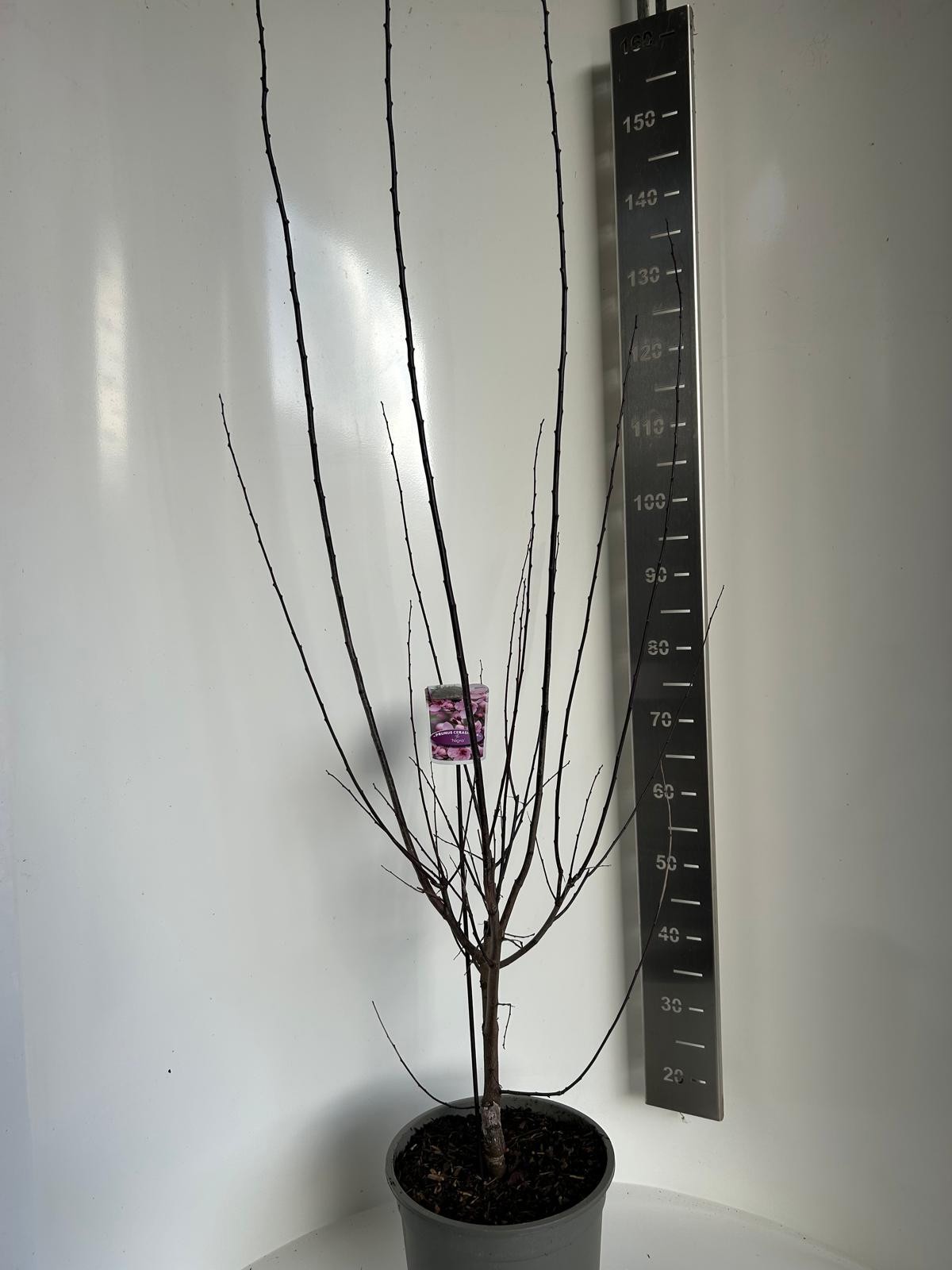 Prunus cer. Nigra, D 27