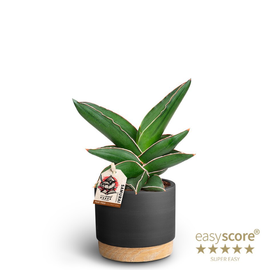 SANSEVIERIA EHRENBERGII 40935090 Raw Black Samurai, D 10